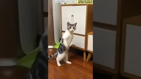 cute cat videos 😹 funny videos 😂 831 😻 #shorts #shortsfunny #cutecat #catvideos #catscare #cats