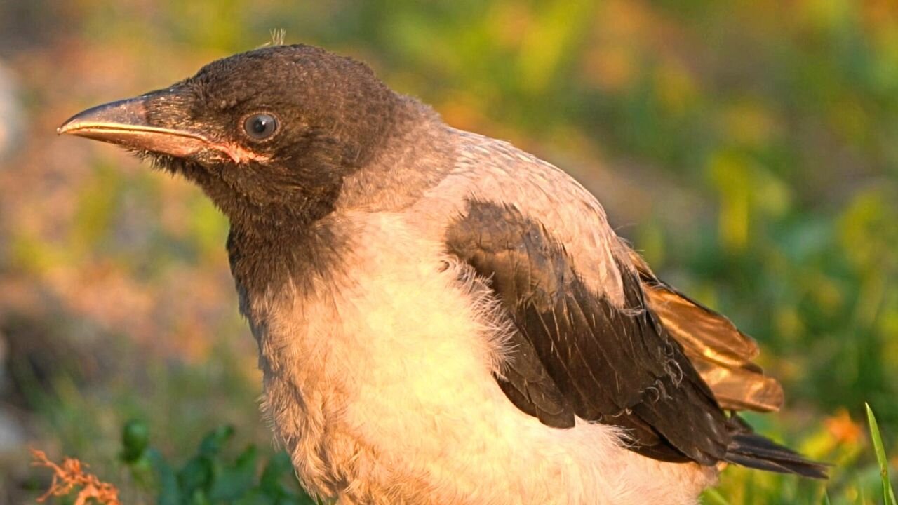 Hooded Crow Baby Fledgling Taking In His First Sunrise