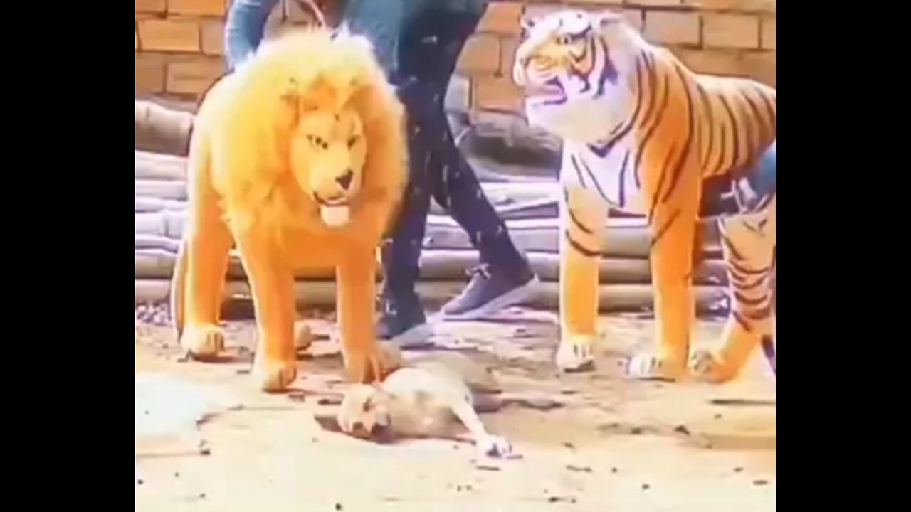 Troll Prank Dog Funny & fake Lion & Fake Tiger Prank To dog & Huge Box Prank to dog