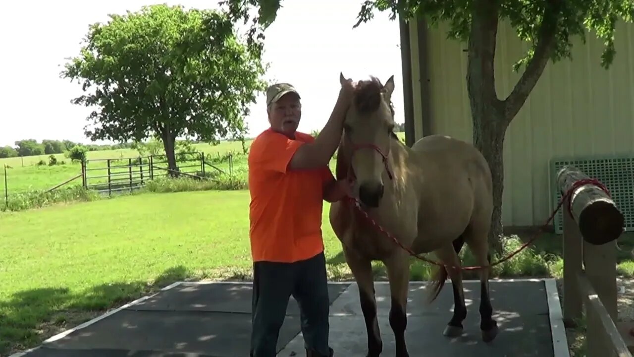 Part 1 of 2 - My Horse Won't Let Me Touch His Ears - Working On Sensitive Ear Issues