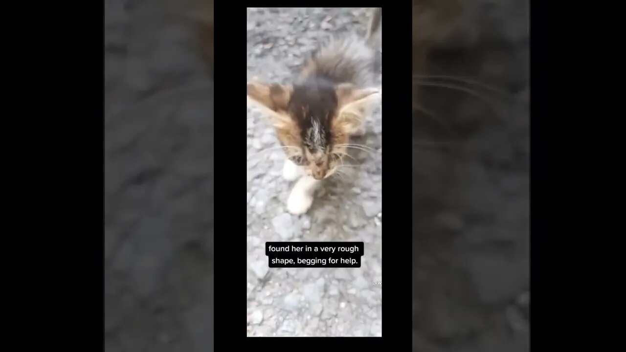 Cat rescued and looks now beautiful 😍