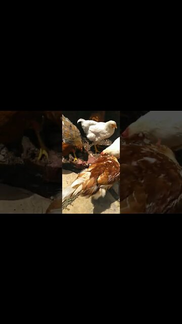 Vegan Warning Graphic: Carnivore chickens devour cow flesh