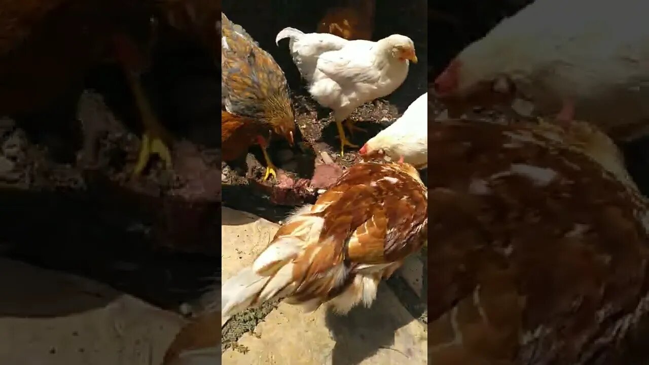 Vegan Warning Graphic: Carnivore chickens devour cow flesh