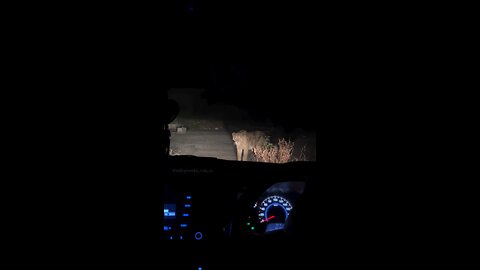 Asiatic Lion 🦁 Blocked the road 😱 At Gir Forest Gujarat