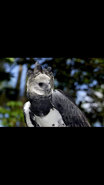Harpy Eagle