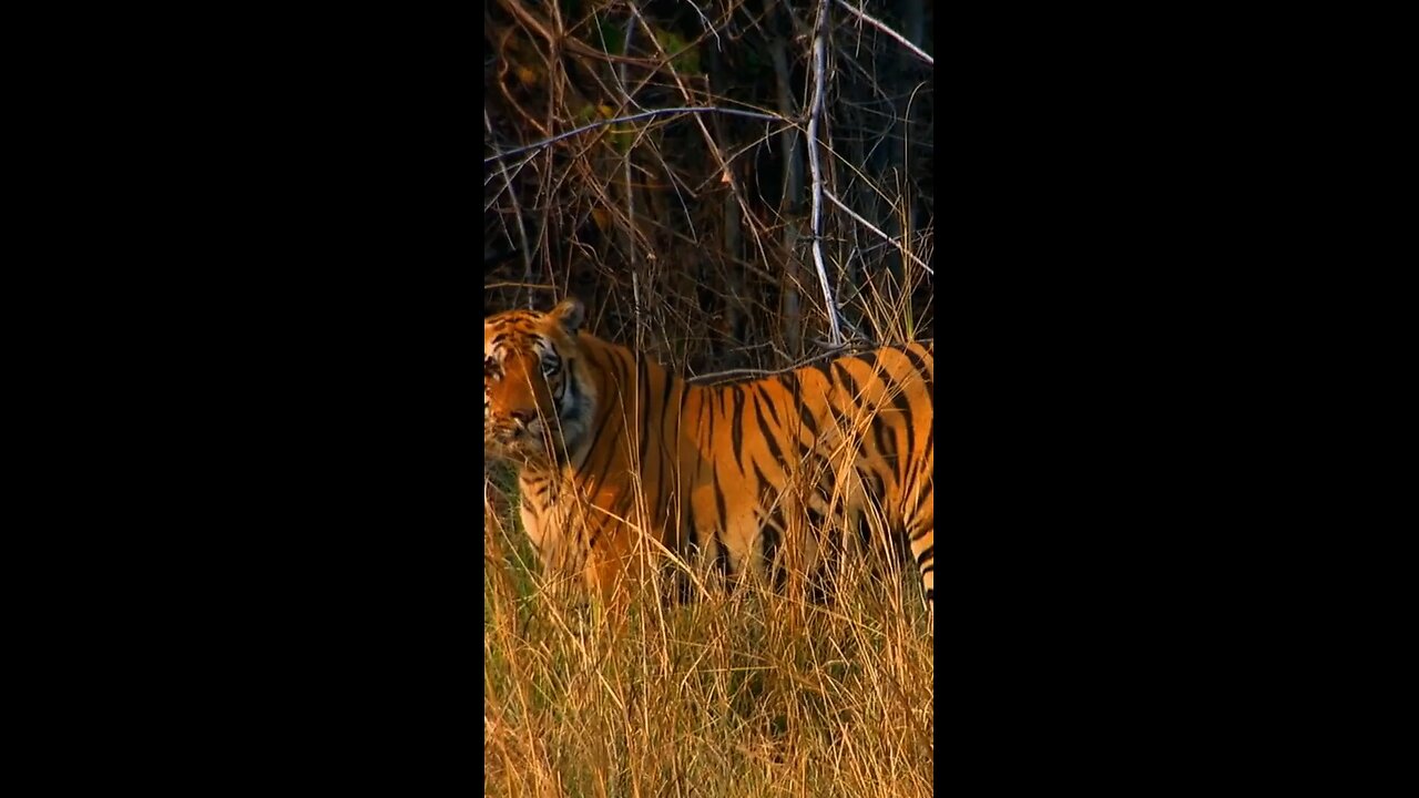 Deer tries to scare off massive Tiger!