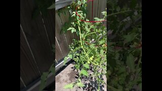 GodSpeed Garden Hack #003: Keeping Tomato Plants Disease-Free