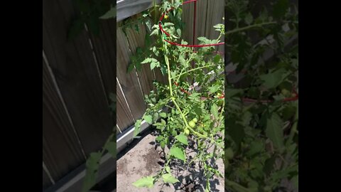 GodSpeed Garden Hack #003: Keeping Tomato Plants Disease-Free