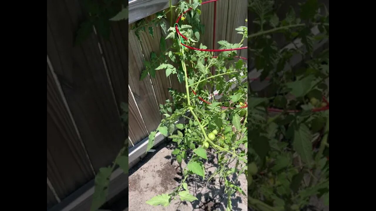 GodSpeed Garden Hack #003: Keeping Tomato Plants Disease-Free