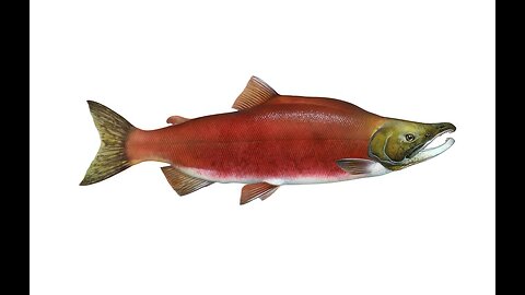 Salmon Mother