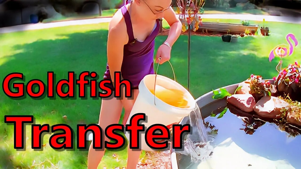 Goldfish Transfer