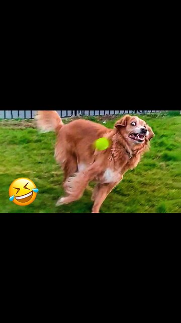 The funniest animal videos of the week