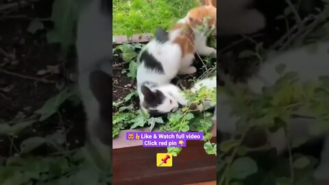 cute cat videos 😹funny videos 😂1336😻#shorts #catvideos #funnycatsvideos #funny_cat #funnykittens