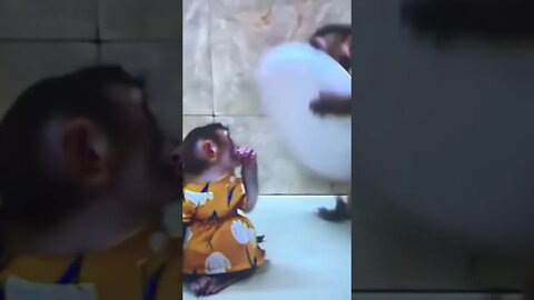 Cute Animals #shorts #animals