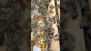 Inspecting a honey bee hive. #bee #honey #learn #honeybee