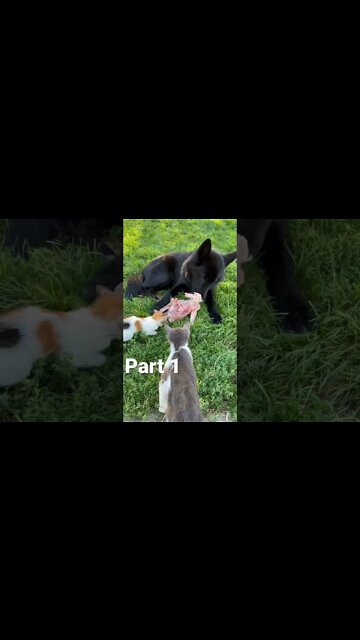 Lycan Shepherd, Ragnar Sharing His Chicken.🐺😺 #shorts #lycanshepherd #rawfeeding