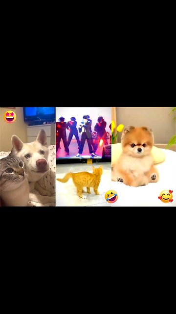Best Funniest Animal Videos 2024 😅 - Funny Cats And Dogs Videos 😂