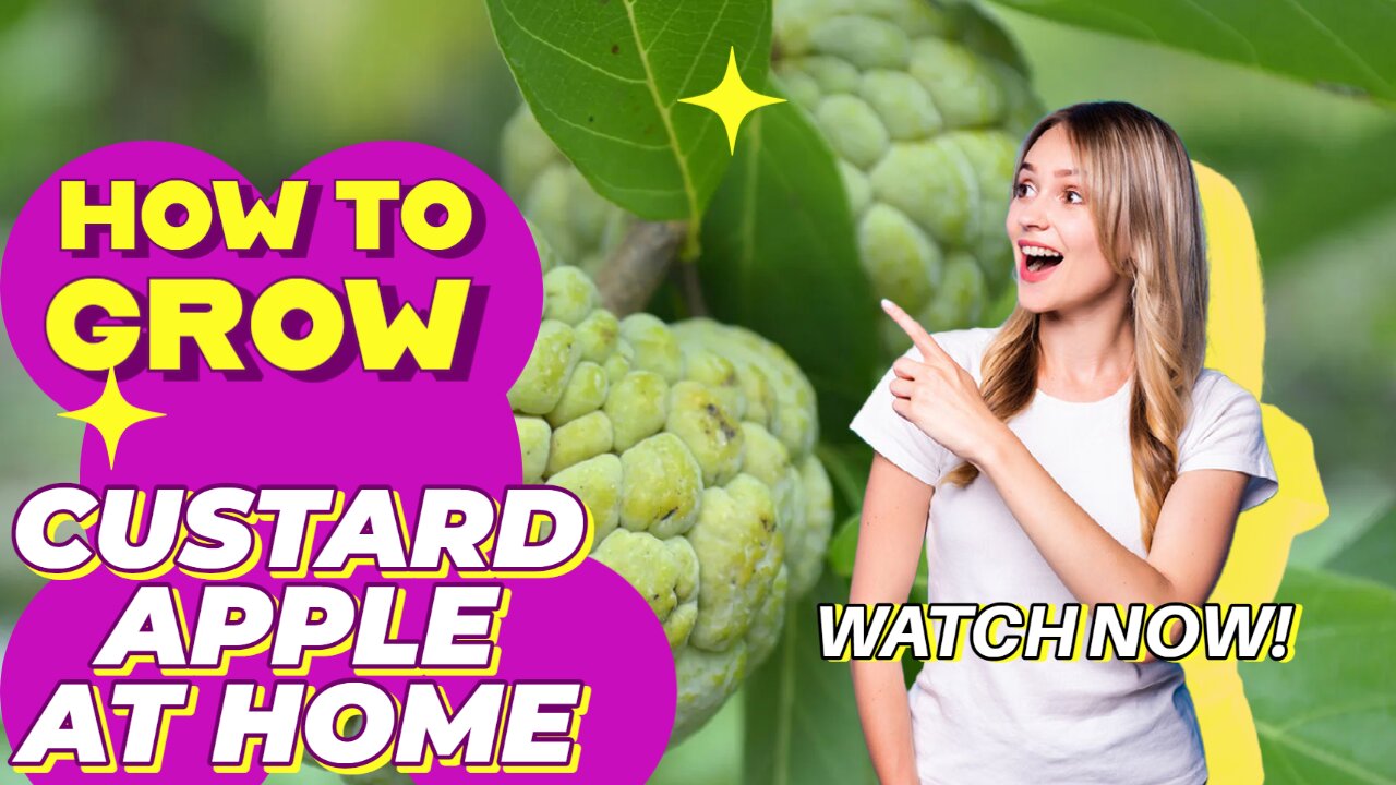 Tips for growing custard apples I Amazed Gardening I Amazed Gardening I Gardening tips I Gardening