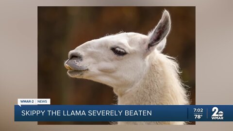 Skippy the llama brutally beaten in Baltimore County