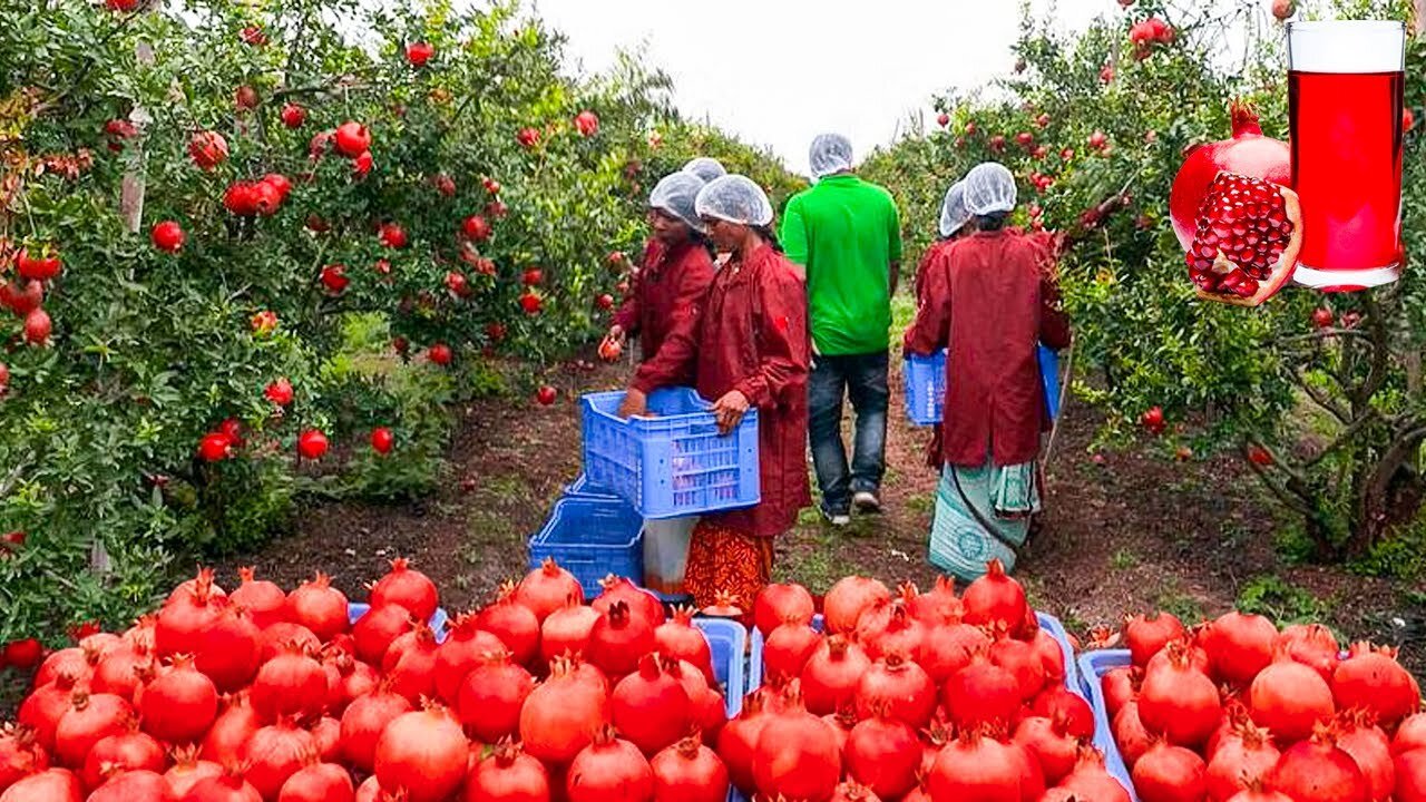 How Pomegranate Juice Is Made In Factory - Modern Pomegranate Harvesting Technology - Food Factory