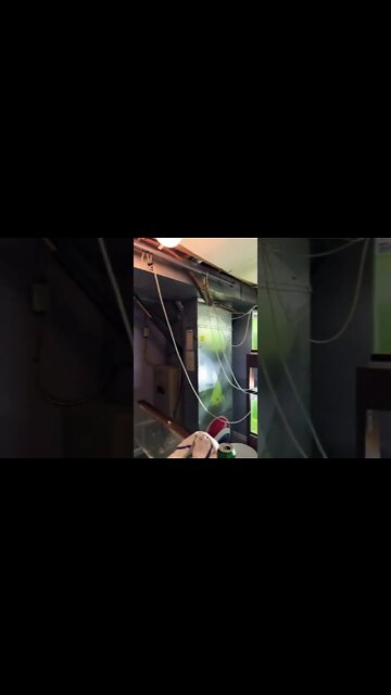 #Discus #growout #facility 🤩 holy #air pressure #Batman 😎 them old pumps don’t mess around 😎😎👍