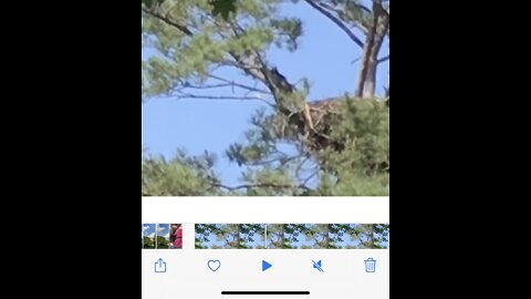 Bald eagle chick in nest