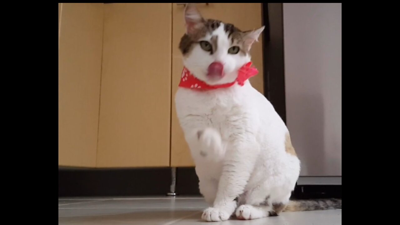 Cat video