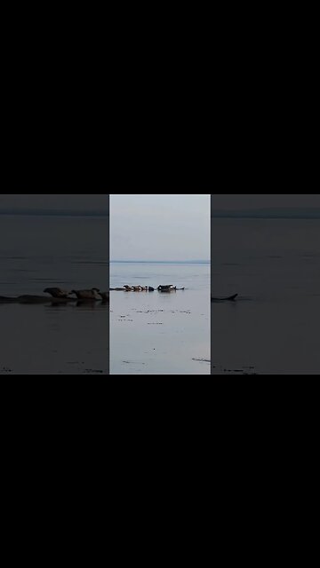 Seals Loafing Around a Beach 🦭