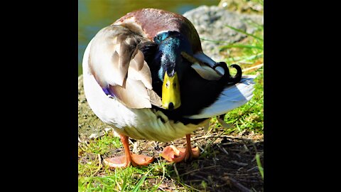 Birds that visits Berlin 3