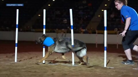 Extreme dogs at National Western Stock Show