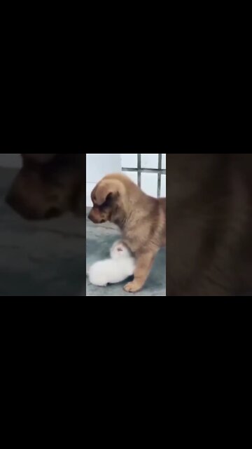 Amigo Pet Animais Engraçados Funny Animals Channel #gato#cachorros#animais #cats#dogs#shorts