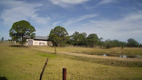 Venus Ranch and PatriotCane.com shop live cam