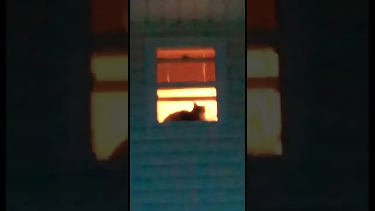 How did my cat get up there