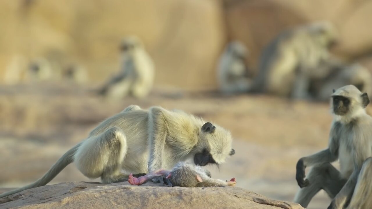 Langur Monkey