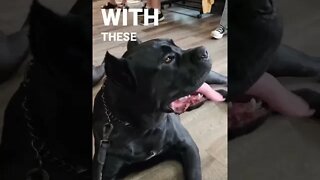 Cane Corso COFFEE Shop Socialization Craziness! #shorts #viral #pets