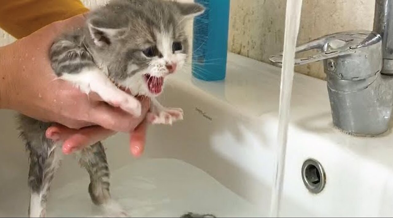 Cat's bath time reaction I Kitten enjoys her first bath Video I Cat