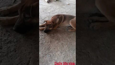 Dog sleeps with eyes closed