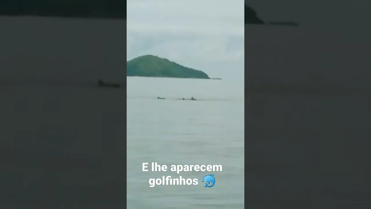 Golfinhos fizeram uma visita na hora da pescaria...