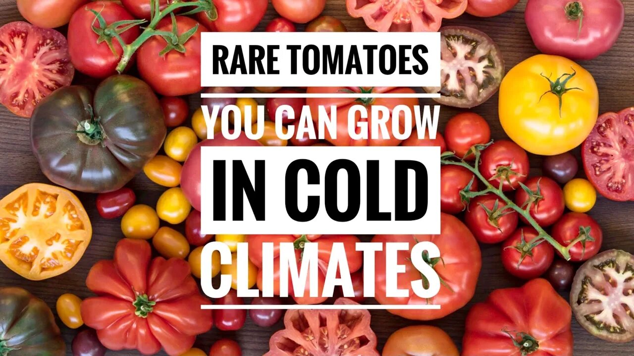 RARE TOMATOES YOU CAN GROW IN COLD CLIMATES. THE BEST TOMATOES FOR CANNING | Gardening in Canada