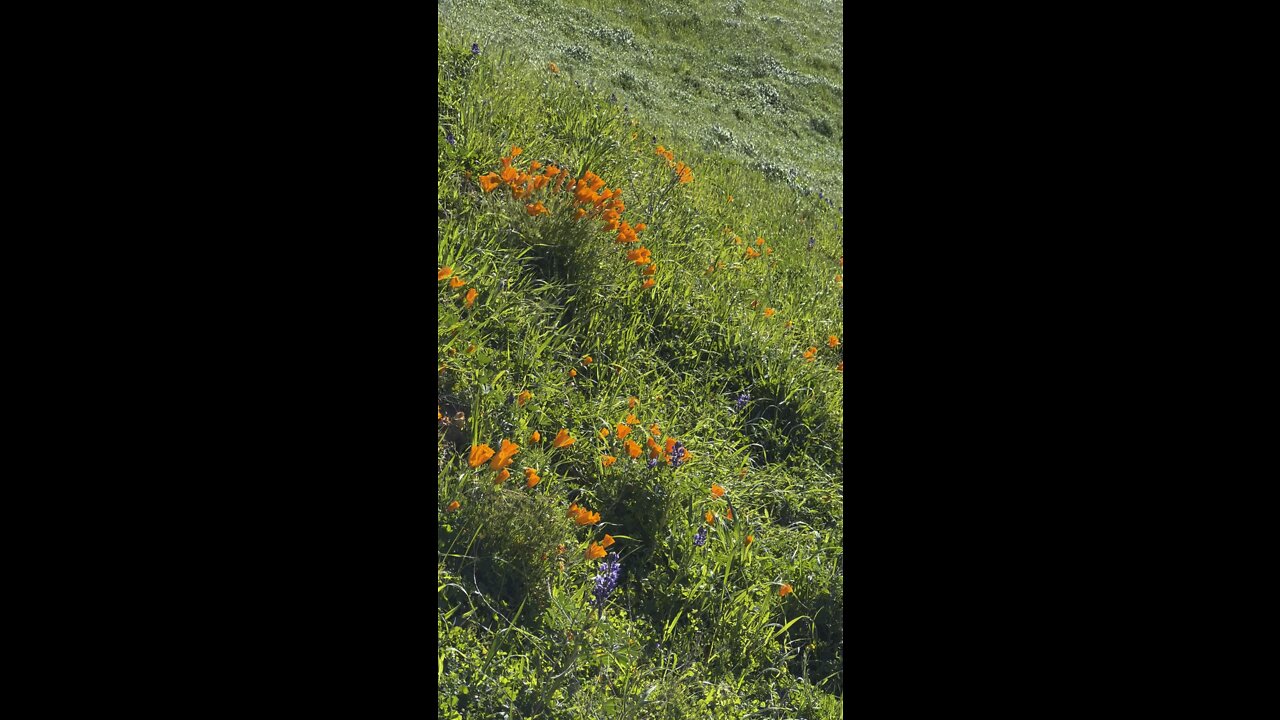 California Poppies