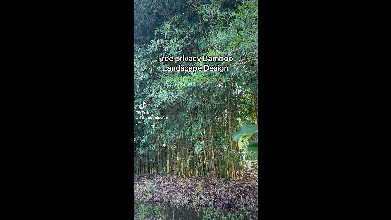 Free Bamboo Fence Privacy Design 407-777-4807 Ocoee Bamboo Farm