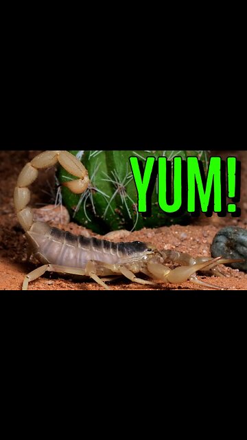 Feeding Some of My SCOPRIONS! #shorts