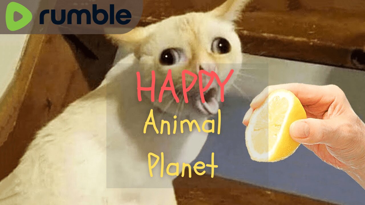 Funniest Animals Planet - Best Of The 2022 Funny Dogs And Cats Videos #24