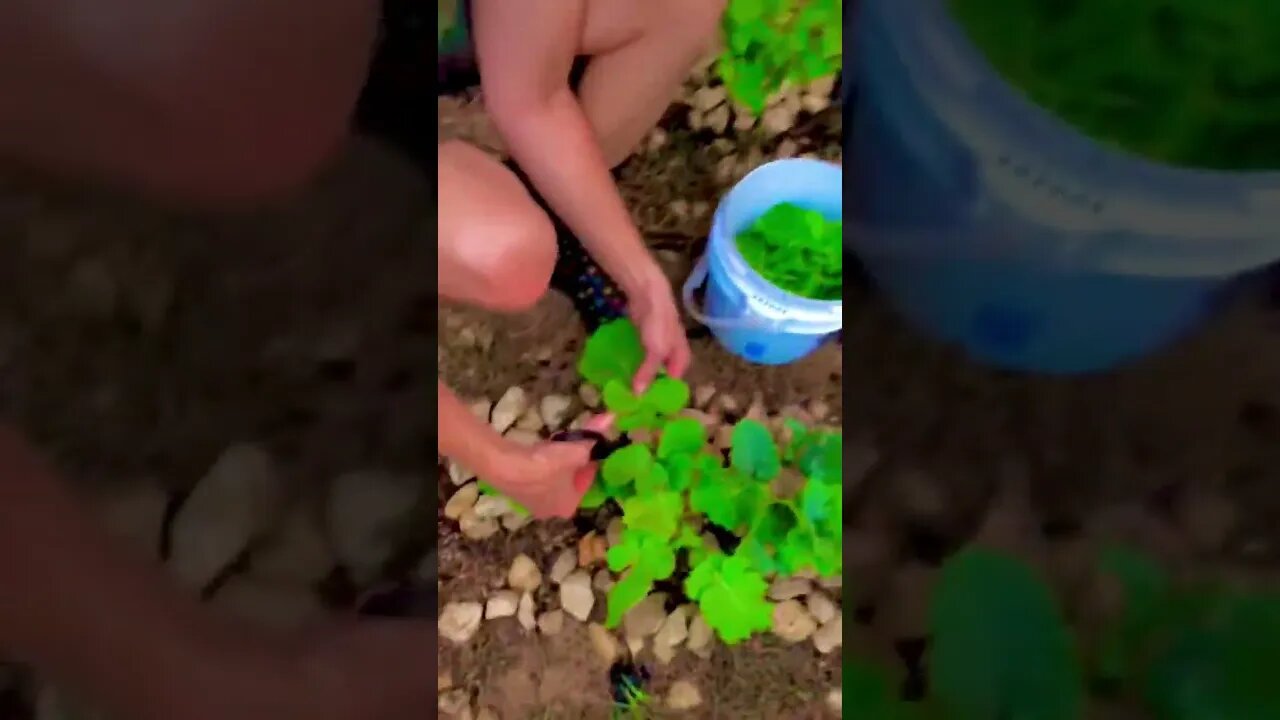 Harvesting FRESH KALE AND SPINACH for Her SALAD TODAY! 🥬❤️🧑🌾 #shorts #viral #tiktok