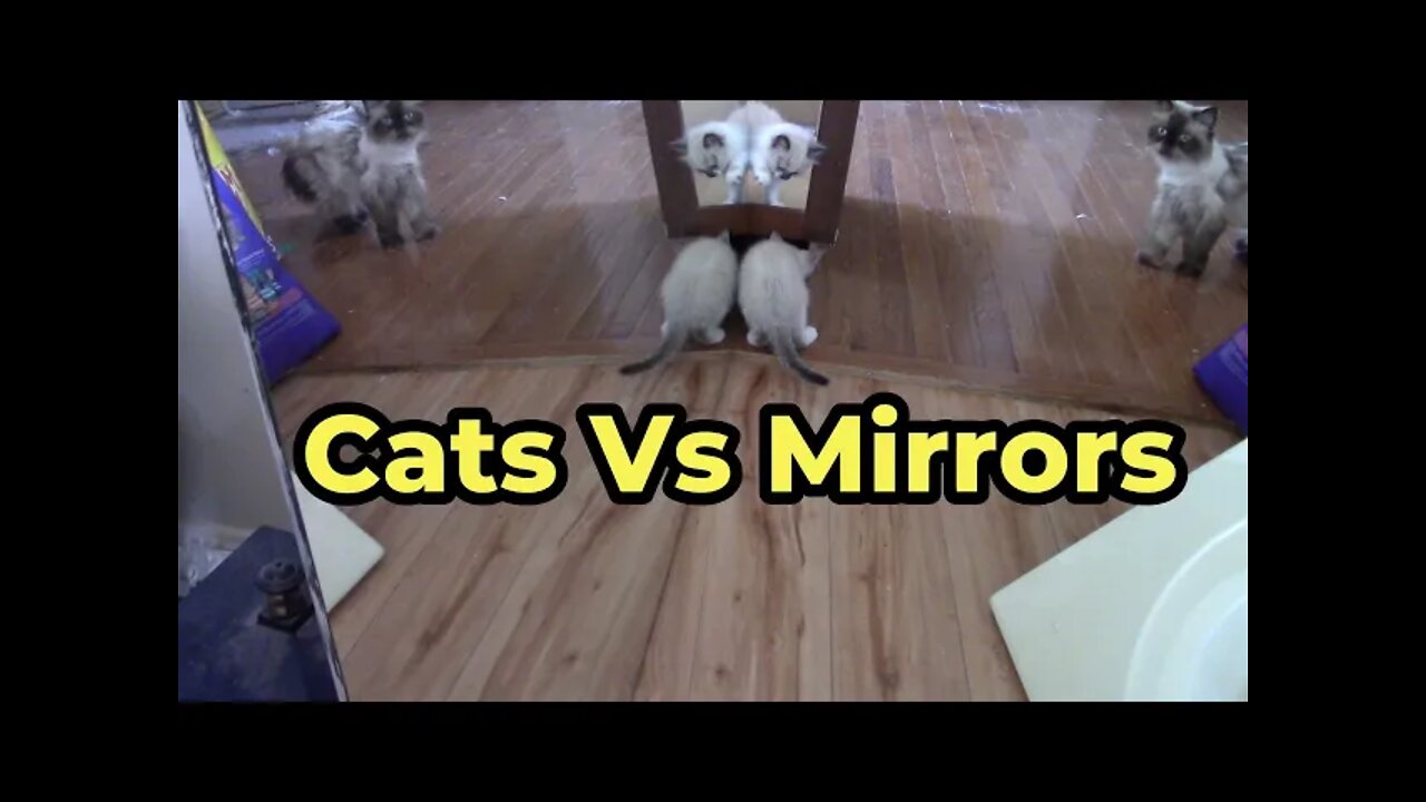 Cats Vs Mirrors 🔎