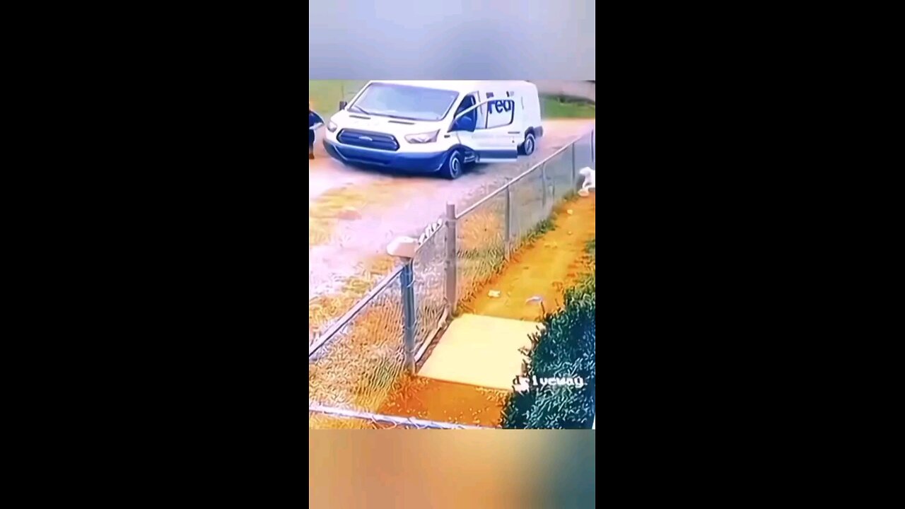 dog likes mail man