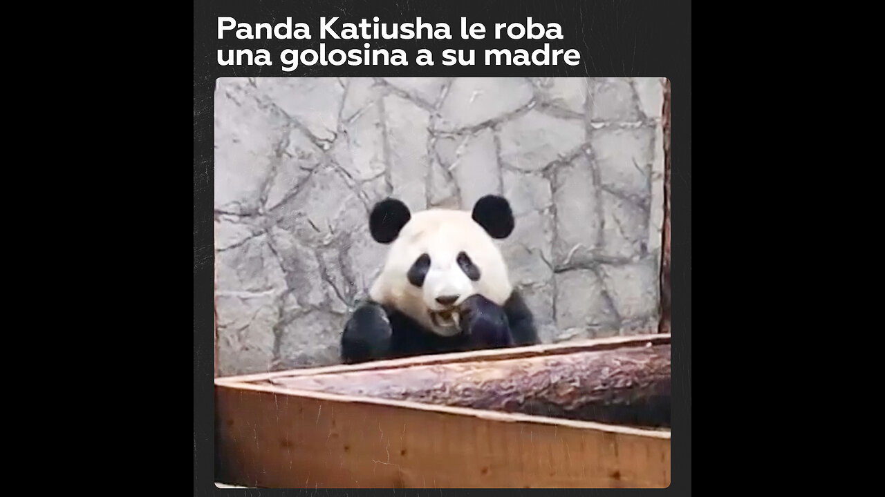 La cría de panda Katiusha le arrebata un sabroso manjar a su madre