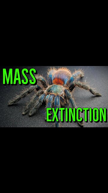 6th Mass Extinction Event & Tarantulas #shorts
