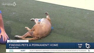 Pet of the Week: George