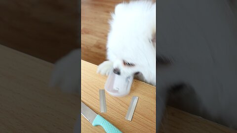 Dogs work funny